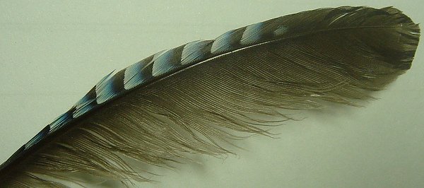 feather.jpg