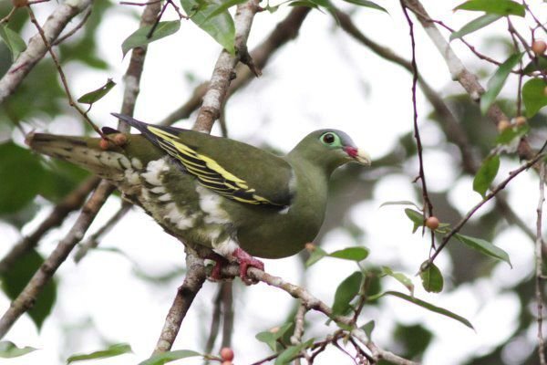 C16-Thick-billed Green Pigeon (female) 厚嘴綠鳩.jpg