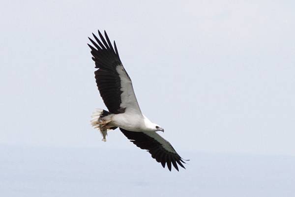 A11-White-bellied Sea-eagle白腹海鵰.jpg