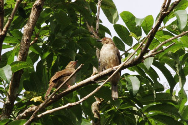 C19-Red-eyed Bulbul.jpg