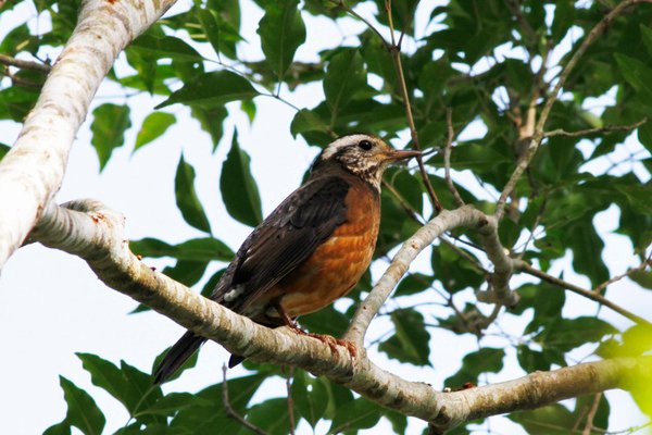 Island Thrush(雌)-石明卿.jpg