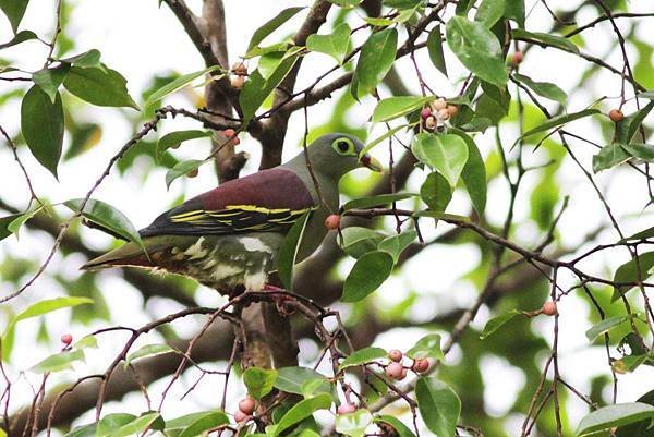 C15-Thick-billed Green Pigeon (male) 厚嘴綠鳩.jpg