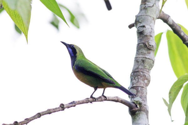 B1-Orange-bellied Leaf-bird 橙腹葉鵯.jpg