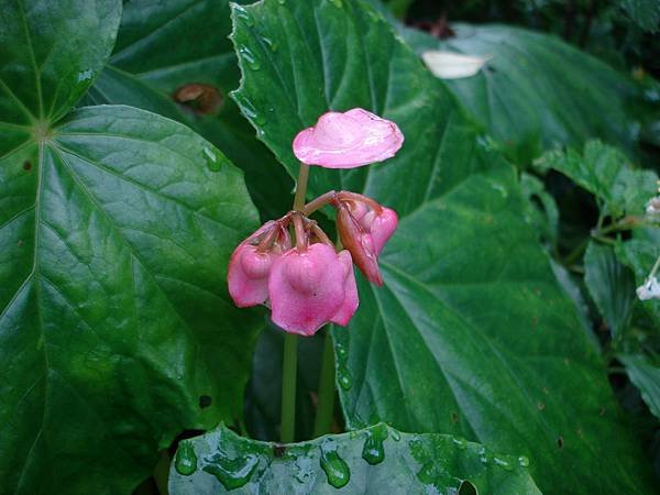 20110501鯉魚潭-水鴨腳-劉芝芬.JPG