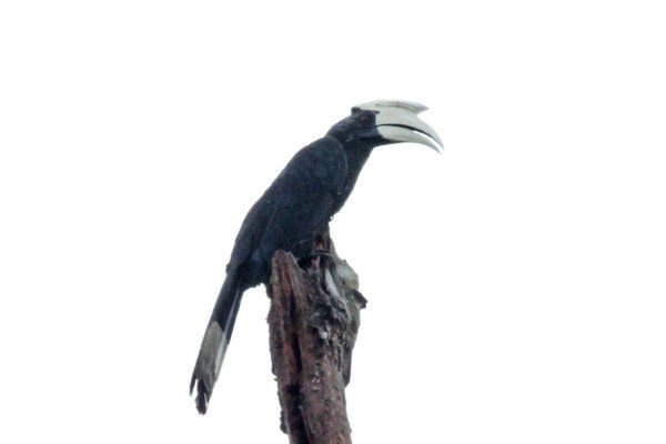 C6-Black Hornbill.jpg