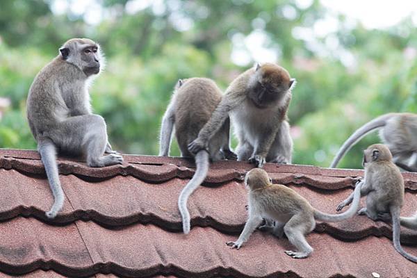 C20-Long-tailedMacaque.jpg