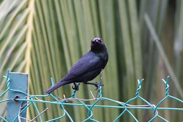 A19-Asian Glossy Starling 亞洲輝椋鳥.jpg