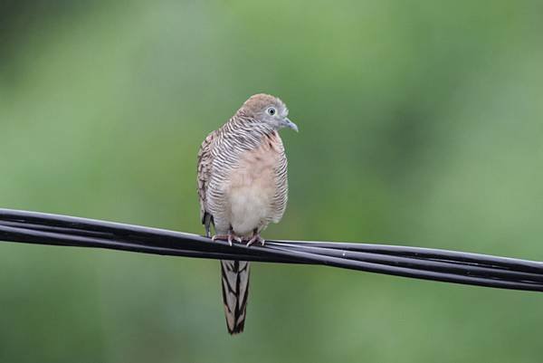 A18- Banded Dove.jpg