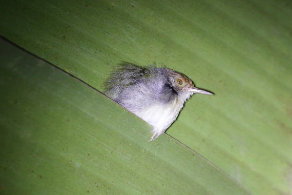 C11-Common Tailorbird 縫葉鶯.jpg