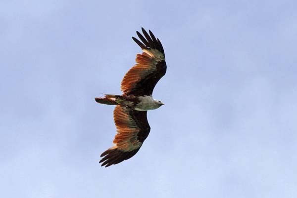 A12-Brahminy Kite 栗鳶.jpg