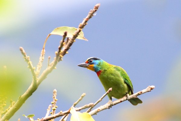 B-山林環境與常見鳥-b01b.jpg