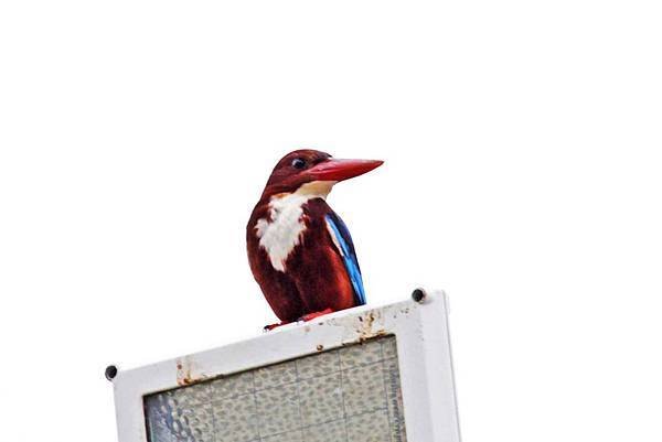 A15-White-throated Kingfisher 白胸翡翠.jpg