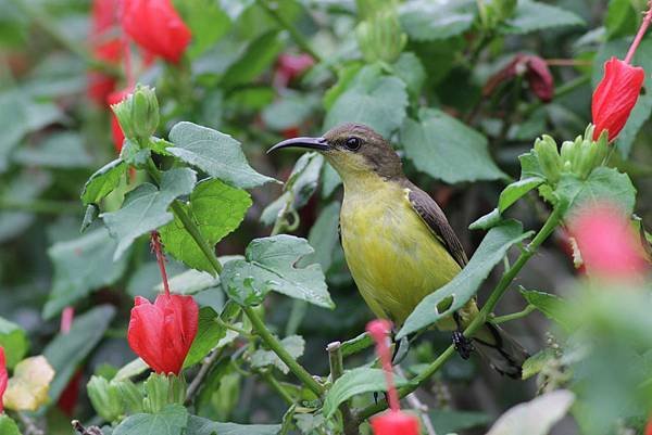 A14-Olive-backed Sunbird (Female).jpg