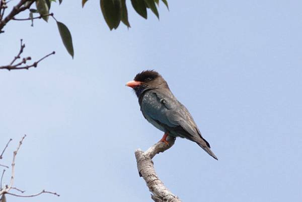 A20-Dollar Bird 三寶鳥.jpg