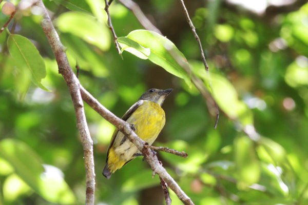 C14-Scalet-breasted Flowerpecker.jpg