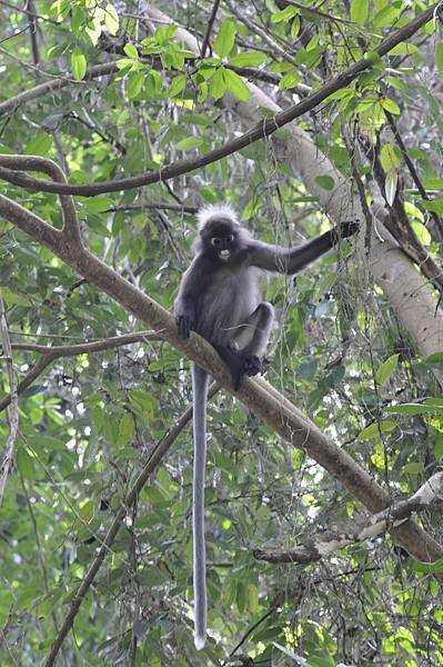 A08-Dusky leafed monkey.jpg