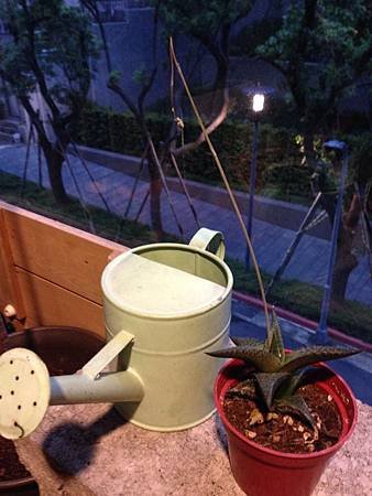 雨天過後花蕊好慘