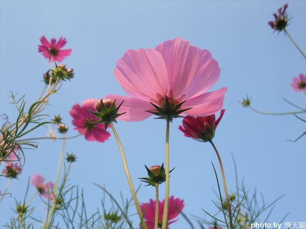 DSCF0852.JPG
