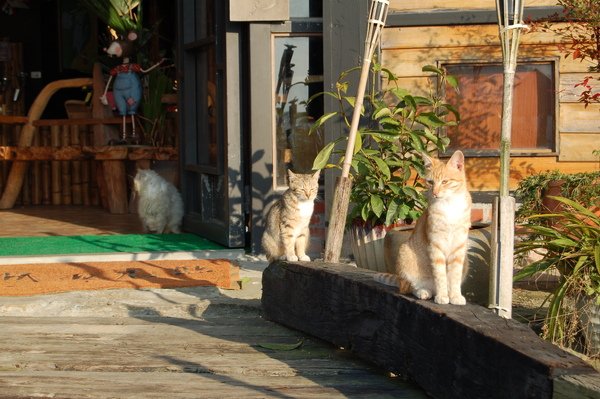 DSC_5515.JPG