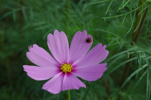 花花&amp;ladybug