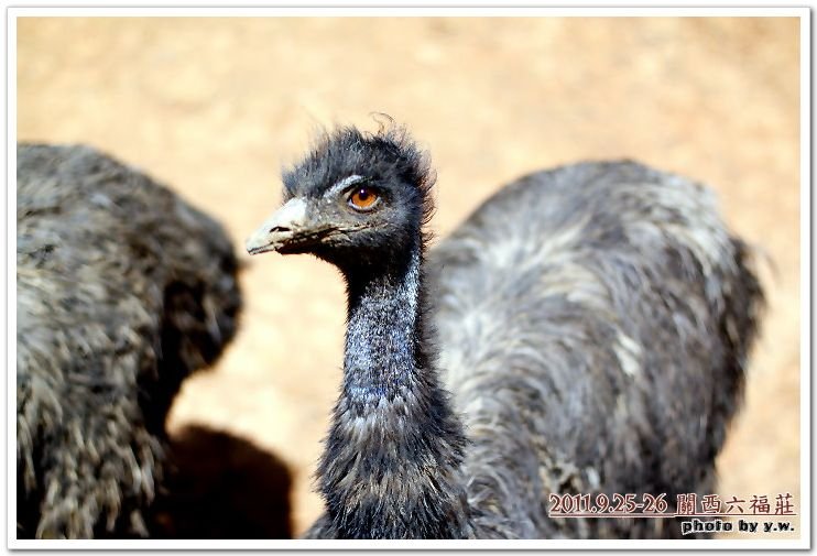 201109六福莊_橘眼鳥.jpg