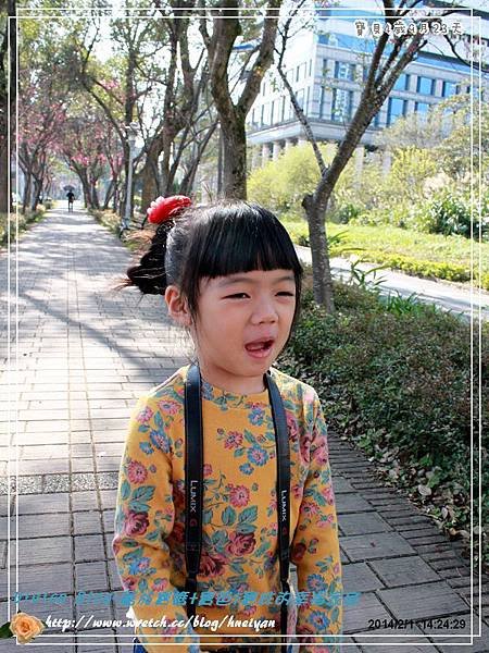 4Y9M-賞櫻花IMG_251201.jpg