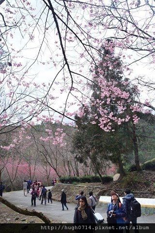 20150214武陵賞櫻_442 (复制).JPG