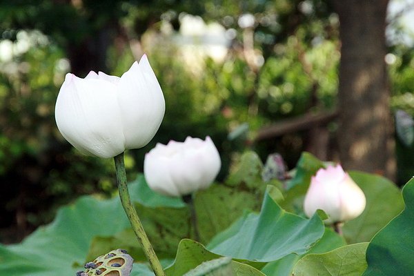 蓮花開滿池.jpg