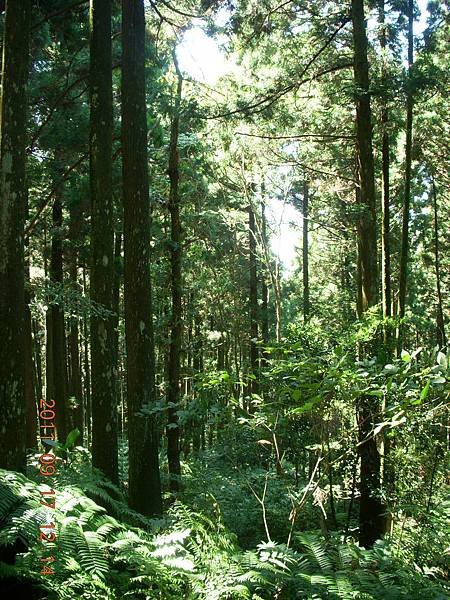 猶如深山樹林