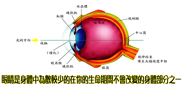 眼睛是身體中為數較少的在你的生命期間不會改變的身體部分之一.png