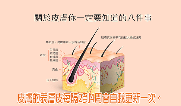 皮膚的表層皮每隔2到4周會自我更新一次。.png