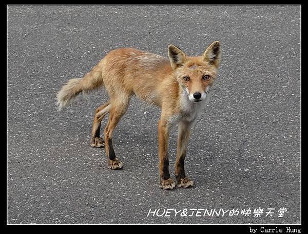 20130720_10 羅臼回程上的驚喜 02