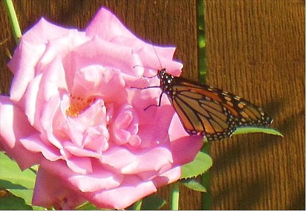 rosebutterfly