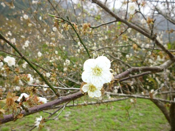 梅花