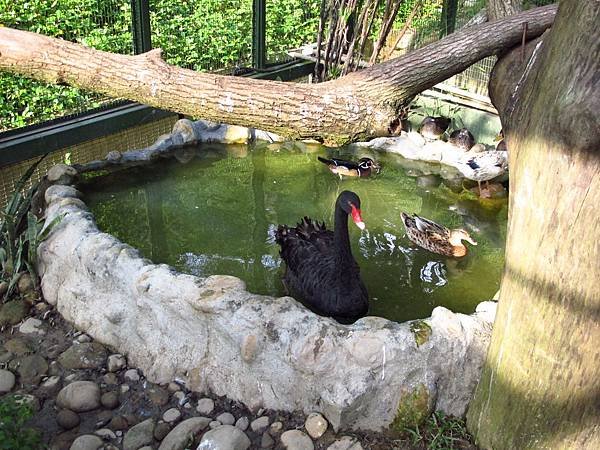 一起去看鳥吧 --- 森林鳥花園（第三天）