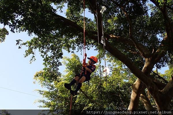 小小童軍初體驗 --- KOALA Tree Climbin