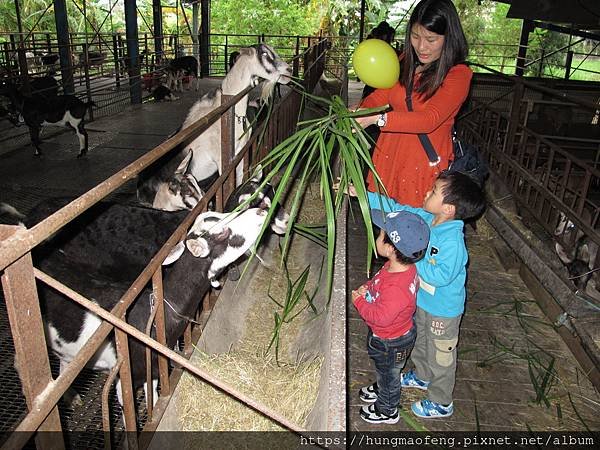 宜蘭貴婦團吃吃喝喝一日行 --- 紅樓櫻桃鴨、宜農牧場、宜蘭