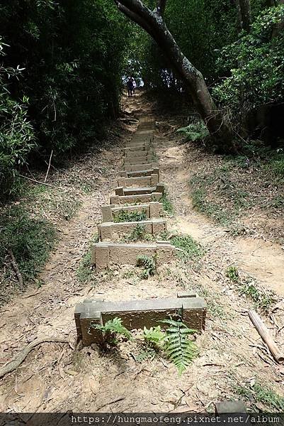 新北鶯歌 --- 孫龍步道．鶯歌石．光明山陵線．百年大榕樹健