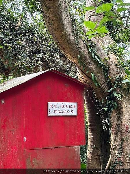 新北鶯歌 --- 孫龍步道．鶯歌石．光明山陵線．百年大榕樹健
