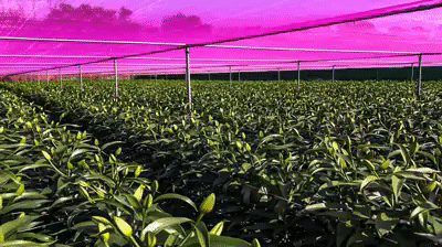 5m7qx-6tdc1.gif