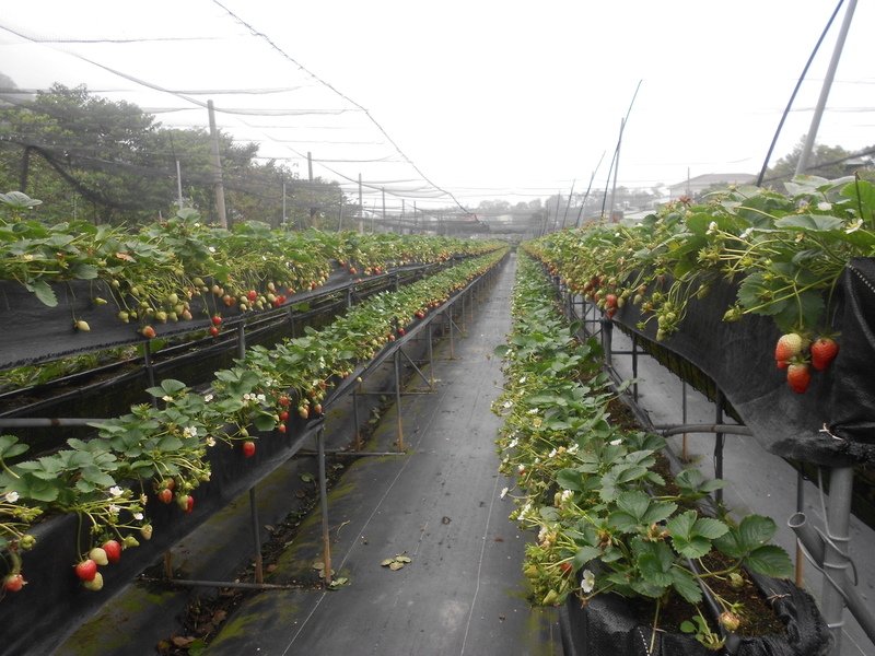 DSCN8646.JPG - 大湖草莓