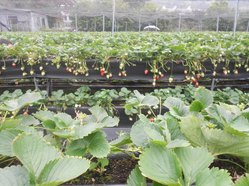 DSCN8637.JPG - 大湖草莓