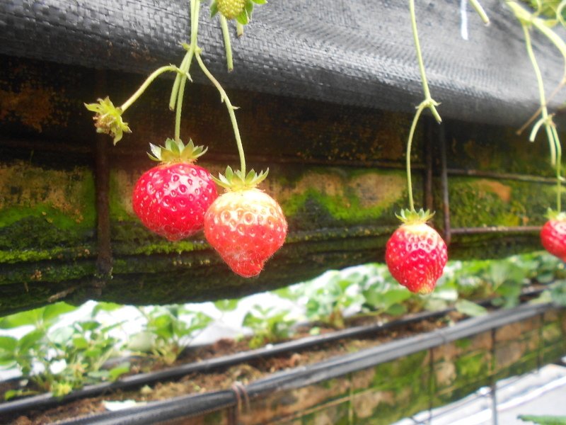 DSCN8625.JPG - 大湖草莓