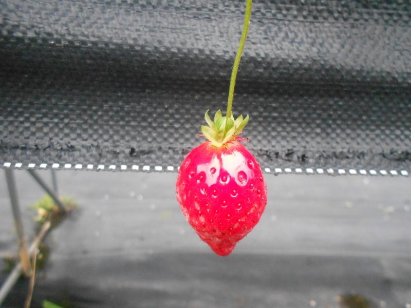 DSCN8624.JPG - 大湖草莓