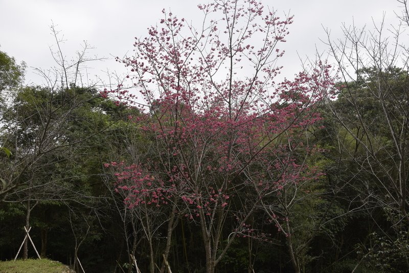 _DSC0084.JPG - 角板山行館