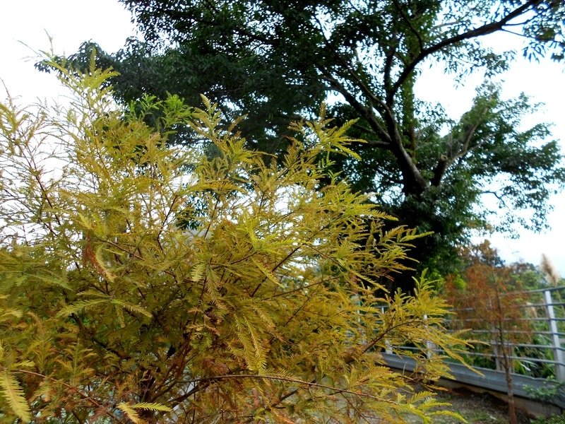 DSCN8299.JPG - 角板山行館