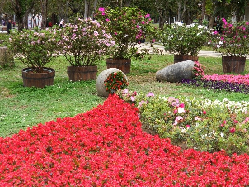 DSCN5881.JPG - 台北杜鵑花季