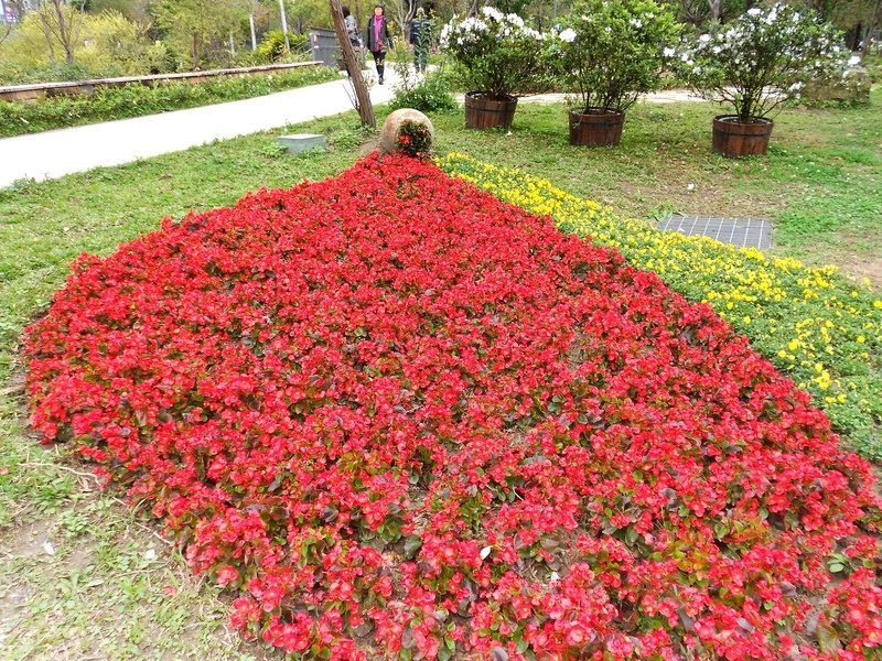 DSCN5883.JPG - 台北杜鵑花季