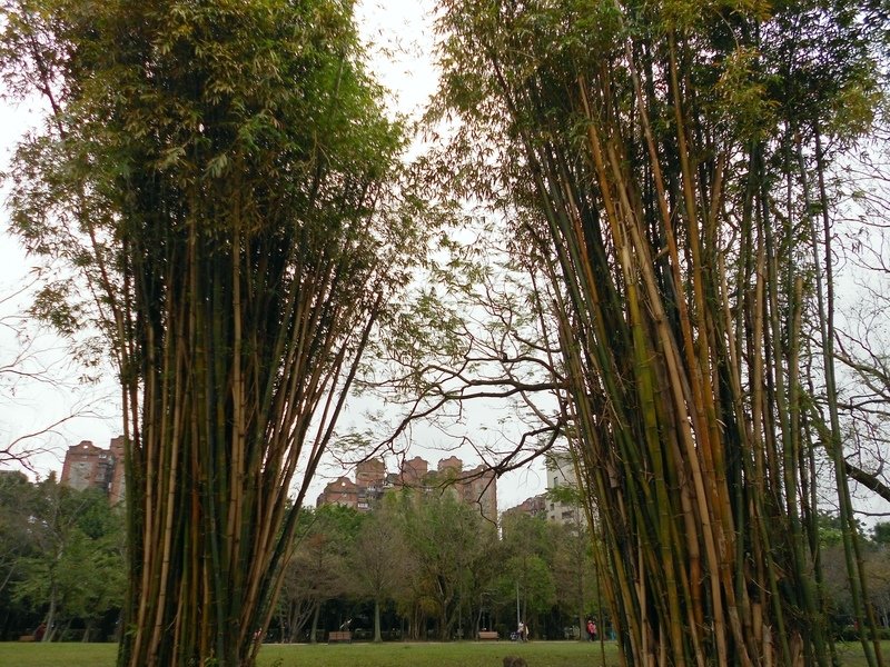 DSCN5916-0.jpg - 台北杜鵑花季
