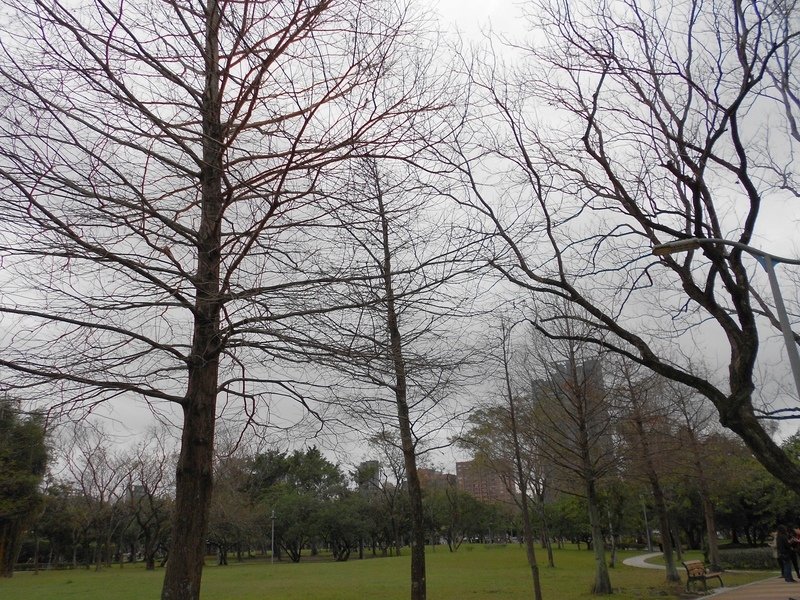 DSCN5935.JPG - 台北杜鵑花季